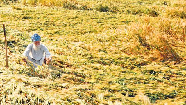 Even as the states of Haryana and Punjab are experiencing temperature higher than normal this winter, the experts are hoping for a good wheat crop this Rabi season. (HT Photo) Even as the states of Haryana and Punjab are experiencing temperature higher than normal this winter, the experts are hoping for a good wheat crop this Rabi season. (HT Photo)