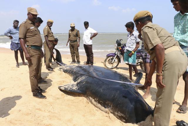 A forest department official who had visited the beach said there were injury marks on the dead whales which indicated “high intensity” underwater activity. (AP) A forest department official who had visited the beach said there were injury marks on the dead whales which indicated “high intensity” underwater activity. (AP)