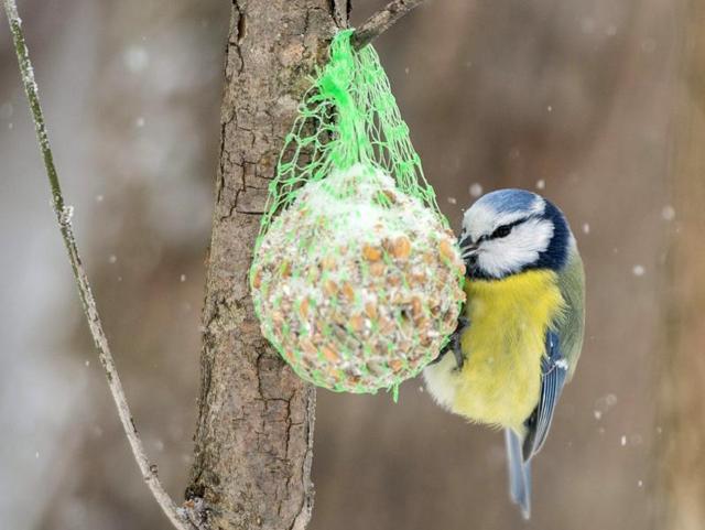 A Eurasian blue tit feeds from a suet ball in a snow covered forest at the Mecsek mountain range near Pecs, 232 kms south of Budapest, Hungary. (AP)