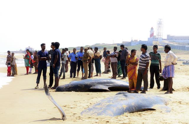 People stand near two among the dozens of whales that have washed ashore on the Bay of Bengal coast's Manapad beach in Tuticorin. (AP) People stand near two among the dozens of whales that have washed ashore on the Bay of Bengal coast's Manapad beach in Tuticorin. (AP)