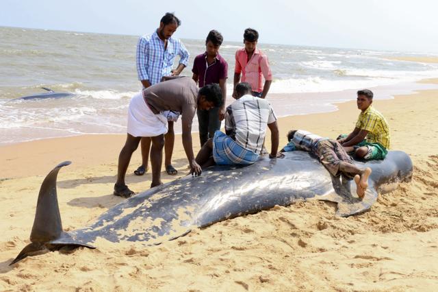 The pod of whales started beaching themselves on Monday afternoon along a 15-kilometre (9-mile) stretch of coast near Tiruchendur on India’s southernmost tip. Fishermen raised the alarm after the whales, about 15 feet (4.5 metres) long, starting coming ashore. (AP) The pod of whales started beaching themselves on Monday afternoon along a 15-kilometre (9-mile) stretch of coast near Tiruchendur on India’s southernmost tip. Fishermen raised the alarm after the whales, about 15 feet (4.5 metres) long, starting coming ashore. (AP)
