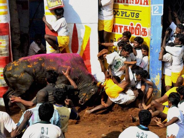 People protesting near Madurai on Tuesday against the Supreme Court order banning Jallikattu, the bull-taming sport. (PTI) People protesting near Madurai on Tuesday against the Supreme Court order banning Jallikattu, the bull-taming sport. (PTI)