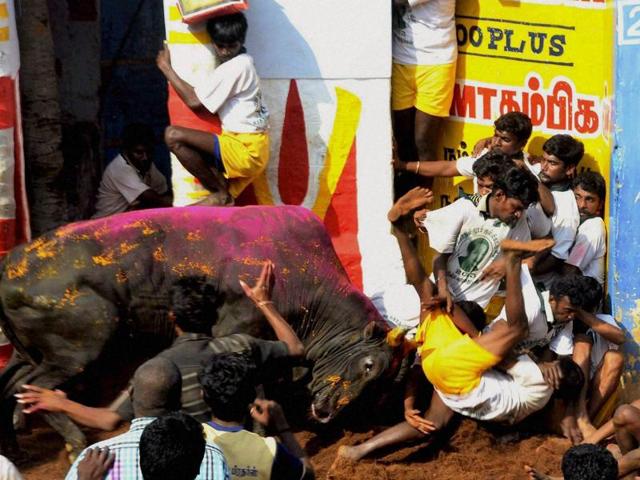 File photo showing participants trying to tame a bull during Jallikattu festival, organised as part of the Pongal festival, at Alanganallur near Madurai on Thursday (PTI) File photo showing participants trying to tame a bull during Jallikattu festival, organised as part of the Pongal festival, at Alanganallur near Madurai on Thursday (PTI)