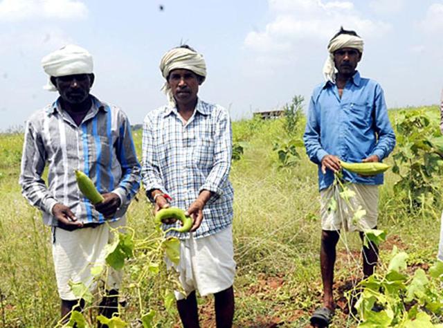 The prime minister described the scheme as being the ‘harvest’s bounty’ for India’s farmers. (HT Photo)