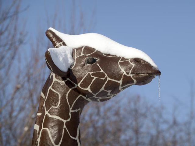 An icicle hangs from the lip of a giraffe statue outside the Grigore Antipa natural history museum in Bucharest, Romania. (AP)