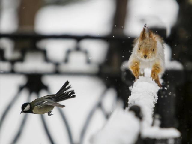 A tomtit bird flies past a squirrel running on a fence after a snowfall in a park in Almaty, Kazakhstan. Fly away birdie! (REUTERS)