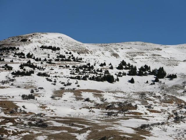 Snow covers a mountain in the Bekaa Valley, Lebanon. Somehow the fir trees have been spared. (REUTERS)