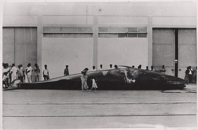 A 11 Meter long whale weighting 10 tones washed ashore in the Tuticorin port last week, which is the third such whale to be stranded on Indian coast .The first one was at Naduvattam Kerala in 1947 and the second in Dhanushkodi in 1983. (HT File Photo) A 11 Meter long whale weighting 10 tones washed ashore in the Tuticorin port last week, which is the third such whale to be stranded on Indian coast .The first one was at Naduvattam Kerala in 1947 and the second in Dhanushkodi in 1983. (HT File Photo)