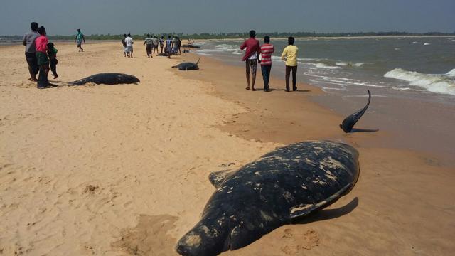 Despite rescue efforts, over 30 short-finned pilot whales died after over 120 have washed ashore on Tamil Nadu coast near Tuticorin. (KV Lakshmana/HT) Despite rescue efforts, over 30 short-finned pilot whales died after over 120 have washed ashore on Tamil Nadu coast near Tuticorin. (KV Lakshmana/HT)