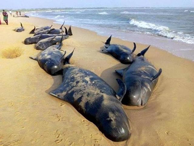 Despite rescue efforts, over 30 short-finned pilot whales died after over 120 have washed ashore on Tamil Nadu coast near Tuticorin.(PTI)