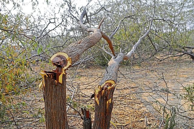 About 30 trees were cut on a one-acre plot near the Mangar police station on Wednesday.(Abhinav Saha/HT Photo)