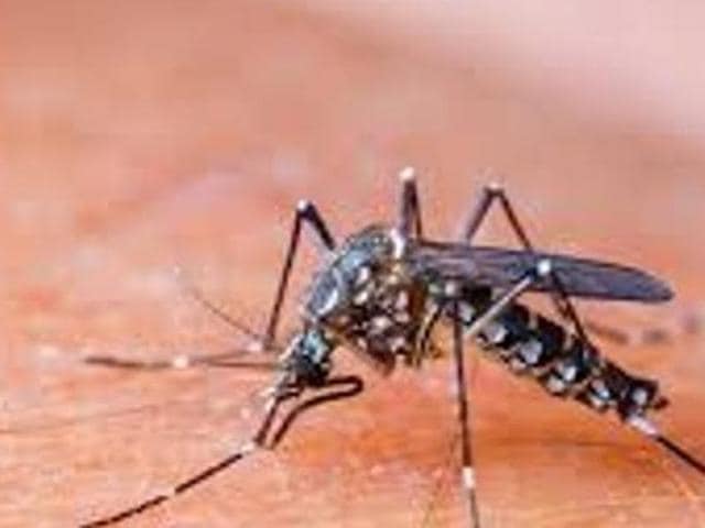 Dengue which is transmitted by the aedes aegypti-species of mosquito, public health experts said has become endemic to Mumbai. (HT File) Dengue which is transmitted by the aedes aegypti-species of mosquito, public health experts said has become endemic to Mumbai. (HT File)