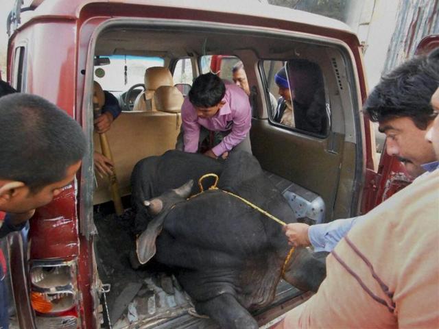 Taloja Police rescued a bull which was allegedly being transported in a vehicle for slaughter, in Mumbai. (PTI Photo) Taloja Police rescued a bull which was allegedly being transported in a vehicle for slaughter, in Mumbai. (PTI Photo)