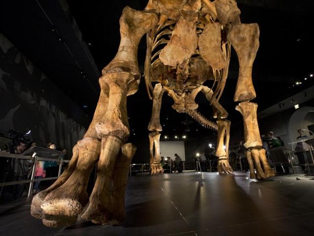 The dinosaur is a new species and one of the largest dinosaurs ever discovered. It has not yet been formally named by palaeontologists who discovered it in Argentina in 2014.  (AP Photo) 