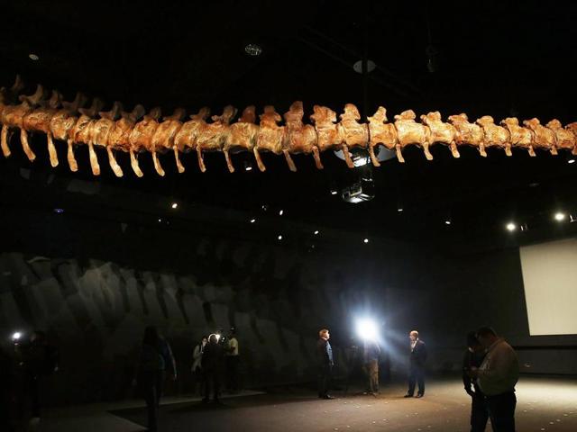 A replica of one of the largest dinosaurs ever discovered is unveiled at the American Museum of Natural History.  (AFP Photo) 