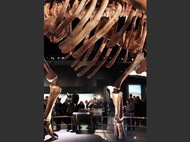 A total of 223 fossil bones from six of the creatures were discovered at the site of excavation, all young adults who died at different times from a few years to centuries apart. (AFP Photo) 