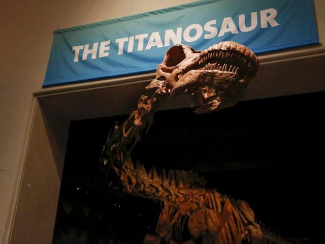 The skeleton cast of a titanosaur is seen during a media preview at the American Museum of Natural History in New York. The new, 122-foot (37-meter) dinosaur skeleton, unveiled on Friday, is too long to fit in the fossil hall and so its neck and head will poke out toward the elevator banks, offering a surprise greeting when the lift doors open.  (Reuters Photo) 