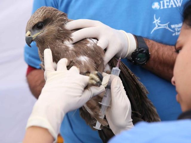 ‘Man’s joy, bird’s sorrow’: An eagle injured by Manjha (a sharp glass-powder coated kite thread) being treated by a veterinary doctor at a voluntary bird injury camp in Jaipur on Thursday. Use of Chinese thread during the festival of kites on Makar Sankranti is banned as hundreds of birds as well as people get injured. (Himanshu Vyas/HT Photo ) ‘Man’s joy, bird’s sorrow’: An eagle injured by Manjha (a sharp glass-powder coated kite thread) being treated by a veterinary doctor at a voluntary bird injury camp in Jaipur on Thursday. Use of Chinese thread during the festival of kites on Makar Sankranti is banned as hundreds of birds as well as people get injured. (Himanshu Vyas/HT Photo )