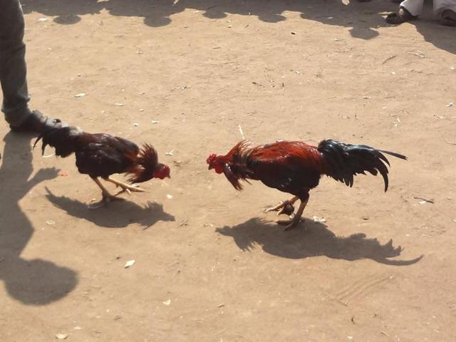 In tradition's name: Bets of over Rs 100 crore on bird blood sport | Latest  News India - Hindustan Times
