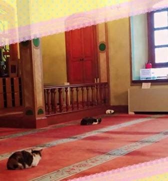 “Our mosque’s Friday guests, a surprise awaiting us at the sermon today,” a post on social media quotes the imam as saying. (Picture courtesy: Twitter) “Our mosque’s Friday guests, a surprise awaiting us at the sermon today,” a post on social media quotes the imam as saying. (Picture courtesy: Twitter)