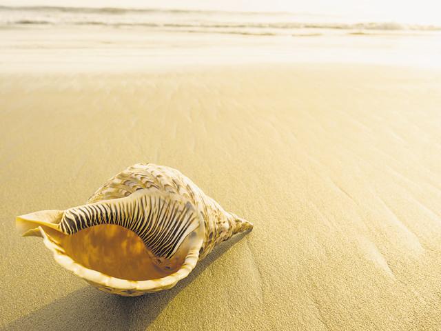 The conch was featured in the Indian Science Congress last week for its ‘meditative and soothing effect’ on the human mind.(IStock)