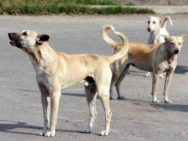 On an average, 7,729 cases of dog bite were received by the Capital’s 35 government hospitals between January 1 and October 2015 (File Photo) On an average, 7,729 cases of dog bite were received by the Capital’s 35 government hospitals between January 1 and October 2015 (File Photo)
