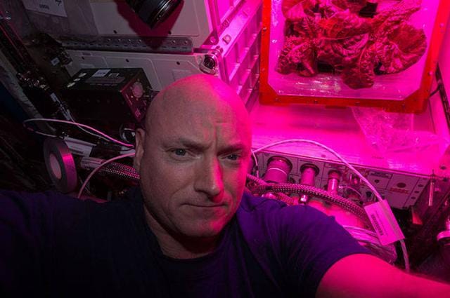 Scott Kelly took this selfie with the second crop of red romaine lettuce in August of 2015 (Nasa) Scott Kelly took this selfie with the second crop of red romaine lettuce in August of 2015 (Nasa)