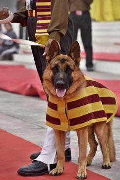 The dogs and their handlers have been waking up at 2 am almost daily to rehearse for the parade and end up marching more than 12 km. (Sanjeev Verma/Hindustan Times)