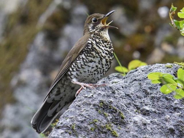 The Himalayan Forest Thrush is the fourth new species of bird to be discovered in independent India.(Photo courtesy: Sanctuary Asia Twitter handle)