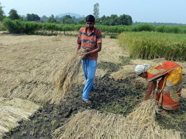 (Representative image) 1,000 farmers had committed suicide in the drought prone Marathwada region in 2015, a Bombay high court bench was informed by the government.(AFP File Photo) (Representative image) 1,000 farmers had committed suicide in the drought prone Marathwada region in 2015, a Bombay high court bench was informed by the government.(AFP File Photo)