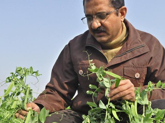 Dr RK Dhall showing THE new variety of pea crop at PAU in Ludhiana.(Sikander Singh Chopra/HT Photo) Dr RK Dhall showing THE new variety of pea crop at PAU in Ludhiana.(Sikander Singh Chopra/HT Photo)