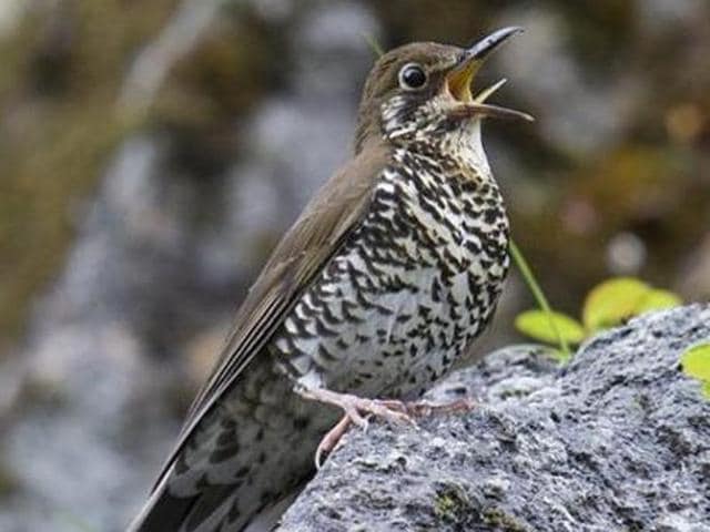 The Himalayan Forest Thrush is the fourth new species of bird to be discovered in independent India.(Picture courtesy: Sanctuary Asia Twitter handle)