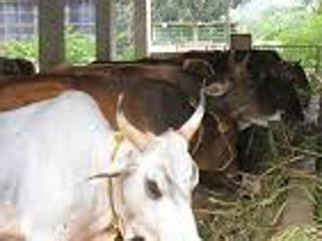 In a first, a sanctuary for cows to come up in Bikaner district | Latest News India - Hindustan Times In a first, a sanctuary for cows to come up in Bikaner district | Latest News India - Hindustan Times