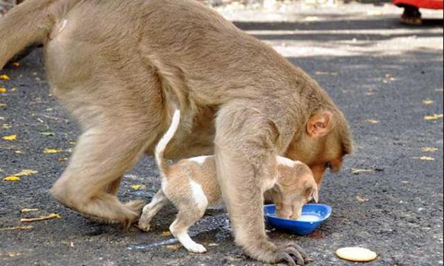 Cute. Cute. Cute. (Facebook)