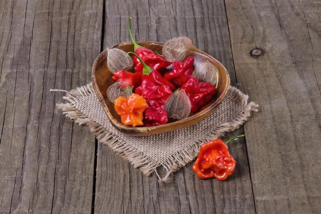 It’s believed that they were originally brought to the Americas by Christopher Columbus. (Shutterstock)
