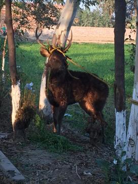 The stag rescued from Nabipur. (KASHMIR SINGH)