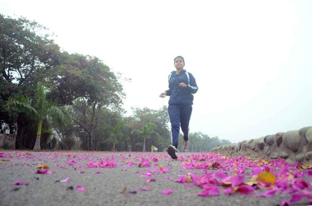 Running over a ‘kachnar’ carpet at Sukhna Lake. (Santanshu Sharma ) Running over a ‘kachnar’ carpet at Sukhna Lake. (Santanshu Sharma )