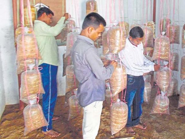 Surrendered Maoists involved in mushroom cultivation in Chhattisgarh. (HT Photo) Surrendered Maoists involved in mushroom cultivation in Chhattisgarh. (HT Photo)