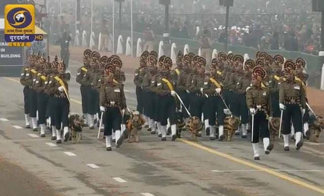 Drawn from the Army’s Remount Veterinary Corps, the canines marched in the striped coats of their unit’s colours of maroon and gold