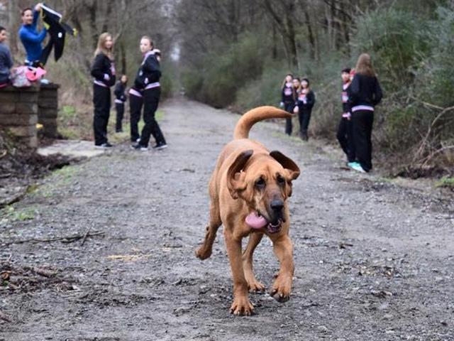 Ludivine, a pet hound dog, snuck out of her owner’s garden and joined runners at the start of the Trackless Train Trek Half Marathon. (Picture courtesy: Facebook/Elkmont Half Marathon) Ludivine, a pet hound dog, snuck out of her owner’s garden and joined runners at the start of the Trackless Train Trek Half Marathon. (Picture courtesy: Facebook/Elkmont Half Marathon)