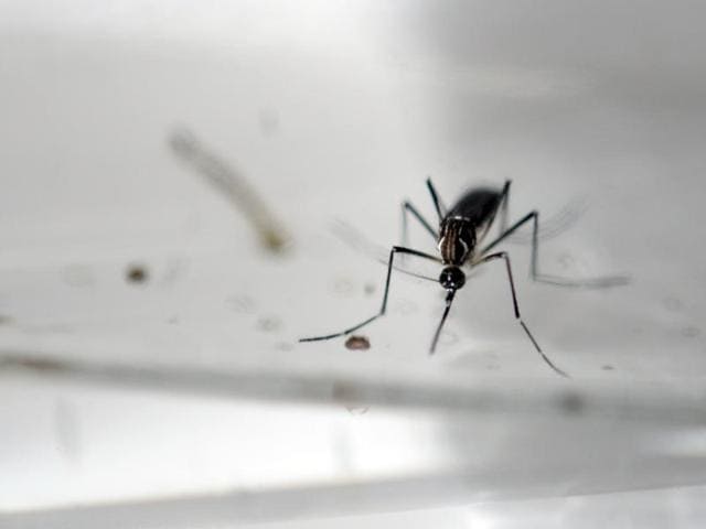 Aedes Aegypti mosquitos are photographed in a laboratory of control of epidemiological vectors in San Salvador, on January 27, 2016.(AFP)