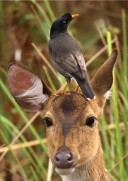 (Photo courtesy: Winged Fire) (Photo courtesy: Winged Fire)