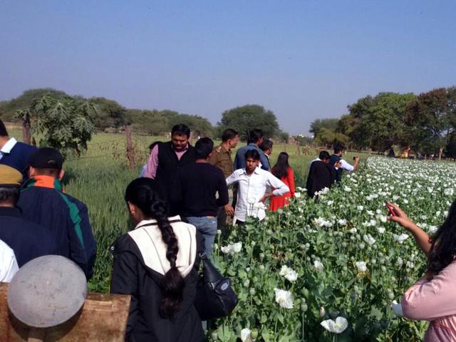 Probationary IRS officers take stock of opium production in Kanavati village in Neemuch on Thursday. (HT photo) Probationary IRS officers take stock of opium production in Kanavati village in Neemuch on Thursday. (HT photo)