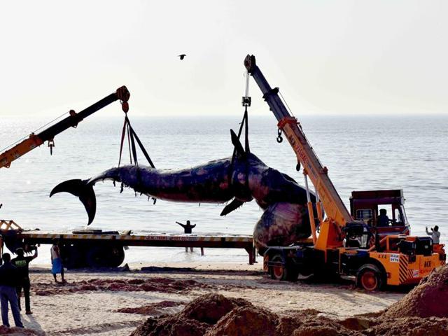 Workers lift a dead whale of around 40 feet length at Juhu beach in Mumbai. (Pratham Gokhale/ HT Photo)