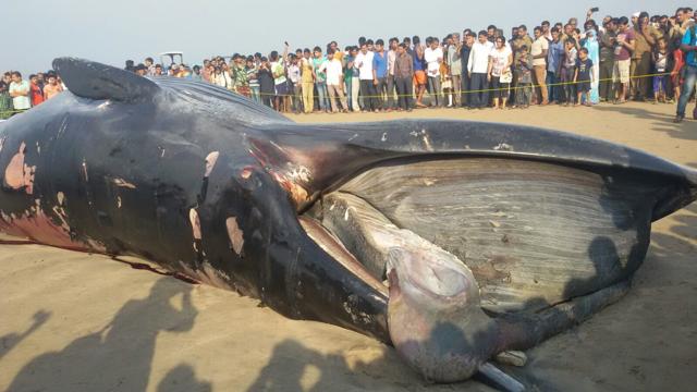 A 35-foot-long dead whale washed ashore at Mumbai’s Juhu beach on Thursday night. Late night joggers discovered the mammal and informed the police, who notified the forest department. (HT) A 35-foot-long dead whale washed ashore at Mumbai’s Juhu beach on Thursday night. Late night joggers discovered the mammal and informed the police, who notified the forest department. (HT)