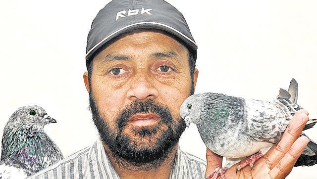 Sarwan Singh Kler with his green-eyed pigeons. (Photo by Ajay Kohli)