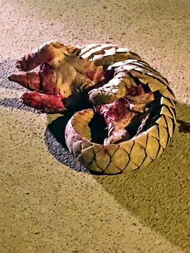 The bullet-ridden pangolin. (Photo by Nuvera N. Sheikh)