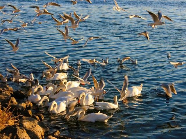People walk on the banks of ‘Blue Danube’, tossing bread for the birds. The river has a pavement running alongside, where many come for walking or cycling. (Picture courtesy: Mad Art Photography)