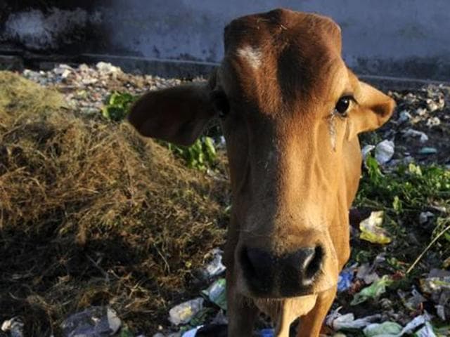 Cow slaughter, consumption, sale and storage of beef is prohibited in Haryana and the violation of the Act will attract a rigorous imprisonment ranging from three years to 10 years and a fine of Rs 30,000 to Rs 1 lakh(HT Photo)