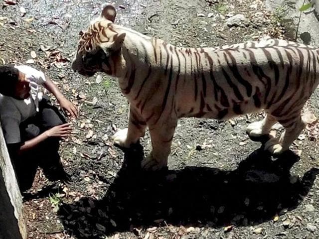 A white tiger attacked and killed a young man who appeared to have jumped over a barricade into an enclosure at the Delhi zoo. (PTI File) A white tiger attacked and killed a young man who appeared to have jumped over a barricade into an enclosure at the Delhi zoo. (PTI File)